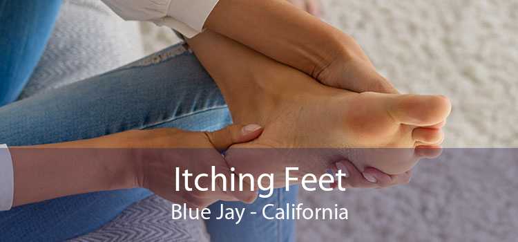 Itching Fееt Blue Jay - California